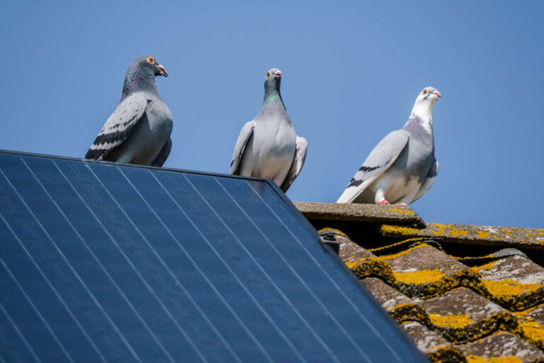 solar panel bird proofing