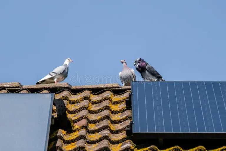 Why Pigeons Nest Under Solar Panels and How to Stop Them